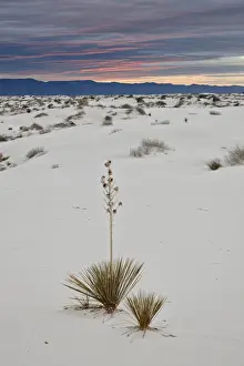 Yucca on the dunes at sunrise, White Sands National Monument, New Mexico, United States of America, North America