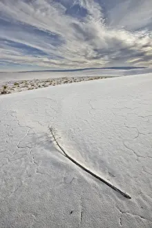 Stalk Prints: Yucca flower stalk on the dunes
