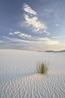 Images Dated 19th June 2007: Yucca growing in rippled sand, White Sands National Monument, New Mexico