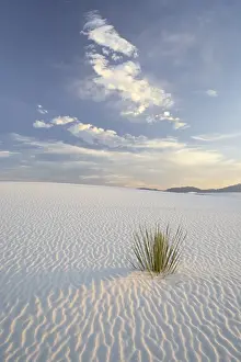 South West Prints: Yucca growing in rippled sand, White Sands National Monument, New Mexico