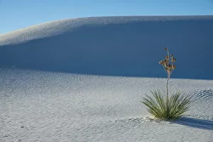 Shrub Collection: A yucca growing in White Sands National Park, New Mexico, United States of America