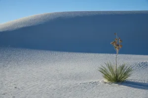 Shrub Prints: A yucca growing in White Sands National Park, New Mexico, United States of America