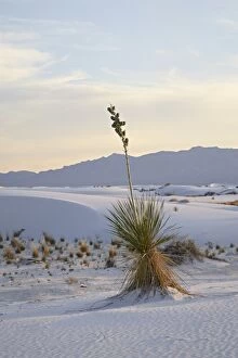 Yucca plant on a dune at dusk, White Sands National Monument, New Mexico