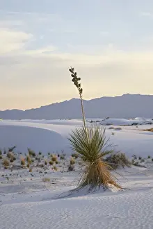 South West Prints: Yucca plant on a dune at dusk, White Sands National Monument, New Mexico