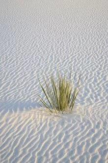 Yucca plant on a dune, White Sands National Monument, New Mexico, United States of America