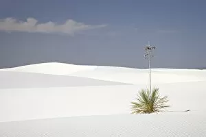 Images Dated 20th June 2007: Yucca plant on dunes, White Sands National Monument, New Mexico, United States of America