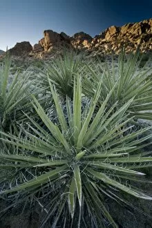 Images Dated 3rd April 2011: Yucca plant, Joshua Tree National Park, California, United States of America