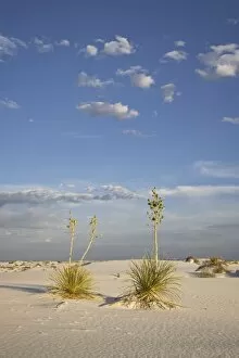 Images Dated 19th June 2007: Yucca plants on a dune, White Sands National Monument, New Mexico, United States of America