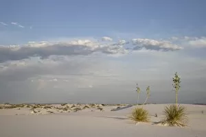 Images Dated 19th June 2007: Yucca plants on a dune, White Sands National Monument, New Mexico, United States of America
