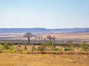 Parks Prints: Za baobab trees grow in the landscape near Zombitse-Vohibasia National Park in Madagascar with a clear sky overhead
