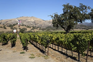 Zaca Mesa Winery and vineyards, Foxen Canyon Road, near Los Olivos, Santa Barbara County, California, United States of America, North America