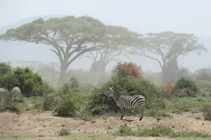 Dust Gallery: Zebra under an Acacia tree in dusty Amboseli National Park, Kenya, East Africa, Africa