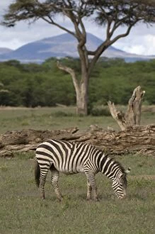 Images Dated 11th April 2008: Zebra, Amboseli National Park, Kenya, East Africa, Africa