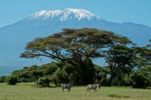 Kenya Gallery: Zebra, Amboseli National Park, with Mount Kilimanjaro in the background