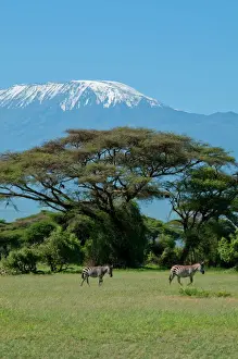 Striped Prints: Zebra, Amboseli National Park, with Mount Kilimanjaro in the background