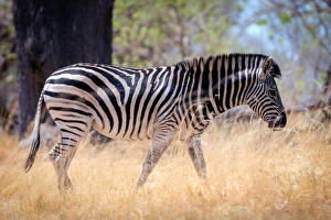 Stripe Prints: Zebra, Chobe National Park, Botswana, Africa