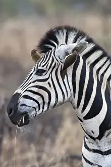 Zebra Prints: Zebra (Equus burchelli) with redbilled oxpeckers (Buphagus erythrorhynchus)