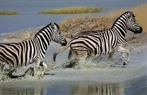 Images Dated 22nd June 2008: Zebra (Equus burchelli) running through water, Etosha National Park, Namibia, Africa