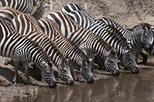 In The Wild Prints: Zebra (Equus quagga), Masai Mara, Kenya, East Africa, Africa