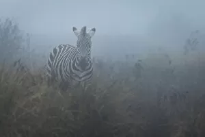 Zebra (Equus quagga) in the mist, Ngorongoro Conservation Area, Tanzania, East Africa