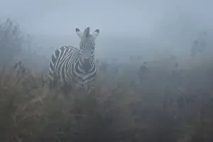 Zebra Prints: Zebra (Equus quagga) in the mist, Ngorongoro Conservation Area, Tanzania, East Africa