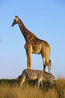Kruger Prints: Zebra and giraffe