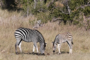 Zebra Prints: Zebra, Khwai Concession, Okavango Delta, Botswana, Africa