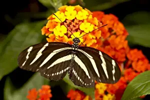 Butter Fly Prints: Zebra longwing butterfly (Heliconius charitonius) in captivity, Butterfly World