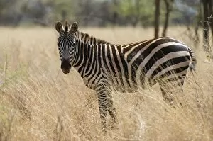 Images Dated 9th April 2008: Zebra, Meru National Park, Kenya, East Africa, Africa