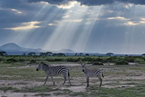 Zebra Prints: Zebras in the breaking light, Amboseli National Park, Kenya, East Africa, Africa