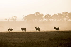 Dust Gallery: Zebras on the move at dusk across the dusty landscape of Amboseli National Park, Kenya