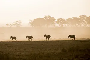 Dust Gallery: Zebras on the move at dusk across the dusty landscape of Amboseli National Park, Kenya
