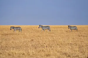 Savannah Prints: Zebras (Equus quagga) in the grasslands of the Maasai Mara, Kenya, East Africa, Africa