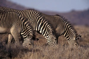 Consuming Prints: Zebras grazing