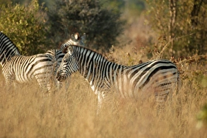 Rhodesia Prints: Zebras, Hwange National Park