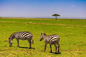 Safari Animal Prints: Zebras in the Msai Mara National Reserve, Kenya, East Africa, Africa