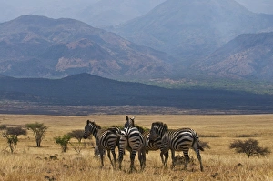 Images Dated 17th March 2008: Zebras at the Nechisar National Park, Ethiopia, Africa