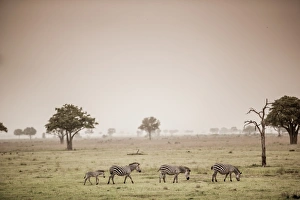 Stripe Prints: Zebras on safari, Mizumi Safari Park, Tanzania, East Africa, Africa