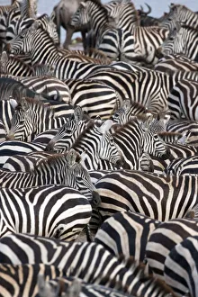 Typically African Prints: Zebras, Serengeti National Park, Tanzania, East Africa, Africa