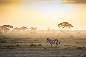 Stripe Prints: Zebras at sunset in Amboseli National Park, Kenya, East Africa, Africa