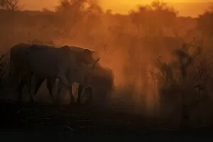 Zebu cattle grazing at dusk, Tanzania, East Africa, Africa