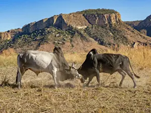 Large Prints: Zebu cows fighting while young men herd them near Isalo National Park in Madagascar
