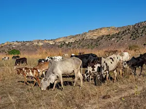 Grassland Prints: Zebu herd grazes under clear skies while young men guide them near Isalo National Park in Madagascar