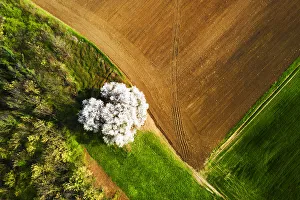 Cherry Blossom Prints: Zenithal aerial view of cherry tree in bloom, Lombardy, Italy, Europe