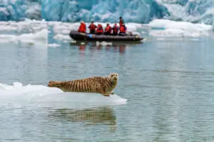 Outdoor Activities Prints: Zodiac with Lindblad guests near harbor seal (Phoca vitulina)
