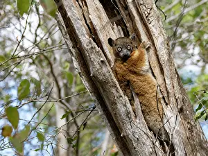 Indigenous Prints: Zombitse sportive lemur clings to tree in Zombitse-Vohibasia National Park