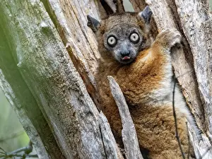 Parks Prints: Zombitse sportive lemur resting in a tree in Zombitse-Vohibasia National Park Madagascar