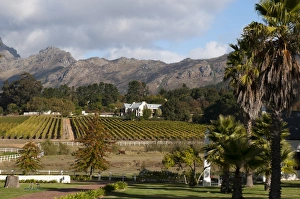 Images Dated 22nd April 2010: Zorgvliet Wine Estate, Stellenbosch, Cape Province, South Africa, Africa