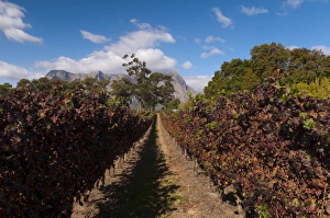 Images Dated 22nd April 2010: Zorgvliet Wine Estate, Stellenbosch, Cape Province, South Africa, Africa