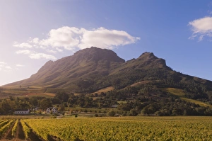Images Dated 22nd April 2010: Zorgvliet Wine Estate, Stellenbosch, Cape Province, South Africa, Africa